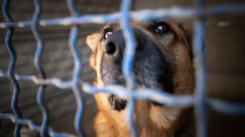 A dog looking directly at the camera. It is behind some metal bars. 