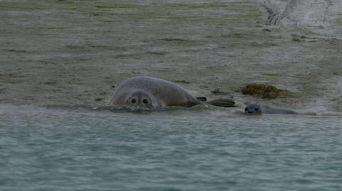 TUESDAY - A seal and a baby seal lie half on the beach and half in the water on an overcast day. The seals are a grey colour and the bank is muddy. The sea in the foreground appears blue.