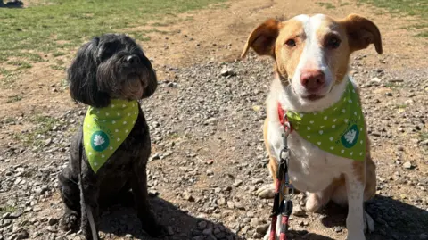 Two dogs on leads. They are wearing green bandanas on a sunny day. 
