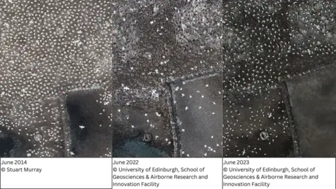 Scottish Seabird Centre Bas Rock Gannet colony comparison