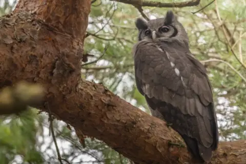 James Cook A large, grey owl perched in a tree, with branches slightly out of focus behind it