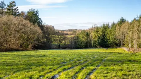 A green field, with tracks running through it is surrounded on three sides by a mix of trees. Some of them are bare of leaves and the are also some green coniferous trees in the image.