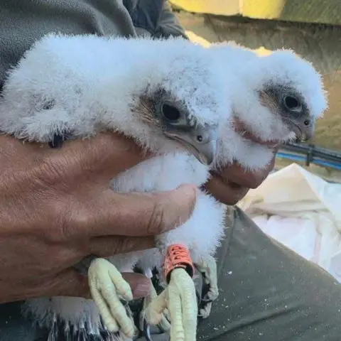 Clarke Elsby Two peregrine falcon chicks with white fur look at the camera while being held around the middle by a person sitting behind them