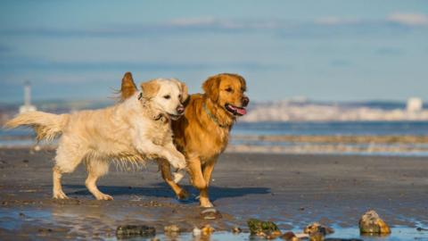 Two dogs walking on the beach