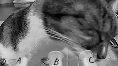 Miyairi et al., 2025, PLOS One, CC-BY 4.0 Black and white close-up image of a cat putting its nose to a tube labelled 'C', that sits alongside two others 'A' and 'B' containing other samples.