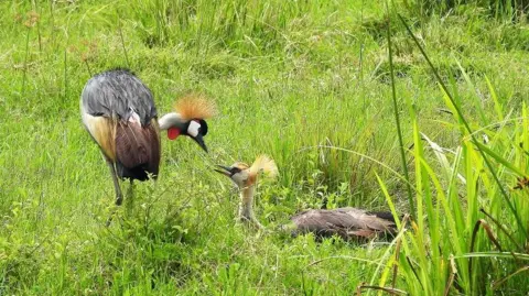 Yayasan Crane Internasional Dua derek jambul - satu berdiri, satu duduk, condong ke arah satu sama lain di lahan basah dekat lahan pertanian 