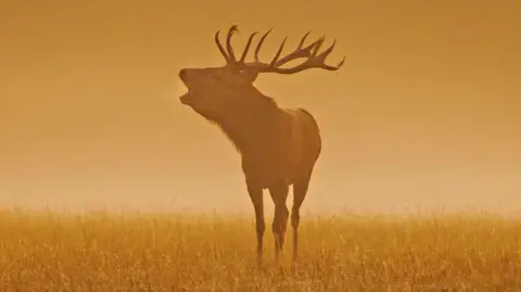 A deer in Windsor Great Park, with an orange background, as if taken at dawn.