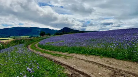 Elena Reid A field of purple flowers with green stems and leaves with a dirt track running through it. It is a cloudy day with small bits of blue sky peaking through.