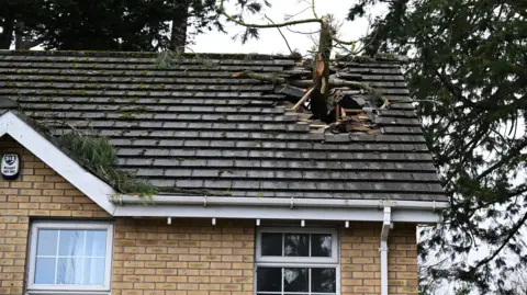 Getty Images A large tree branch protrudes from the roof of a house. Tiles are missing from a hole in the roof.