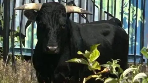Birmingham City Council A black bull with white horns, stands in undergrowth in front of a metal fence, looking directly at the camera.