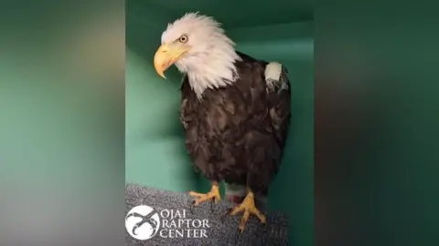 A bald eagle sits on a log