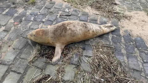 RNLI Fleetwood A cream-coloured seal with some darker brown patches on its fur is on a slipway on a beach, with sand and dried grass nearby.