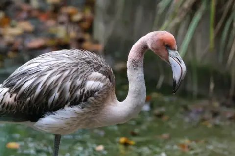 A flamingo. Its feathers are a mixture of pink and black/grey. 