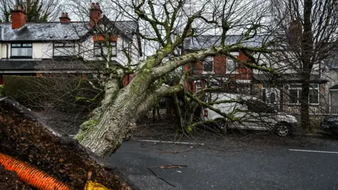 A tree is uprooted, with the roots in the foreground on the left hand side. You can see an exposed orange pipe. The tree has fallen across a road and you can see houses behind it and a white van underneath it.