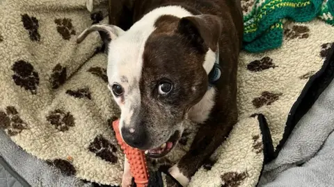 Anne Kanonik A staffordshire bull terriet gnawing on a toy while laying down, looking up at the camera