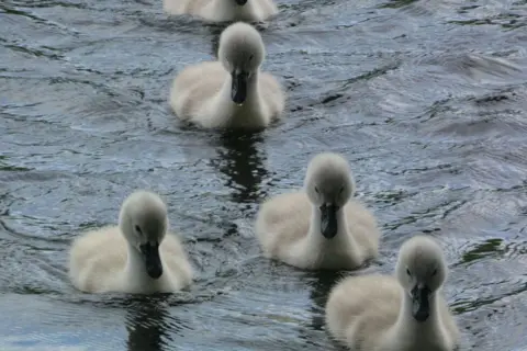 Emma Legge swans