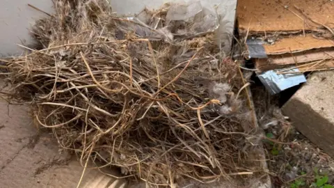 Supplied A ruffled nest with bird feather is lying by a pile of building work debris.