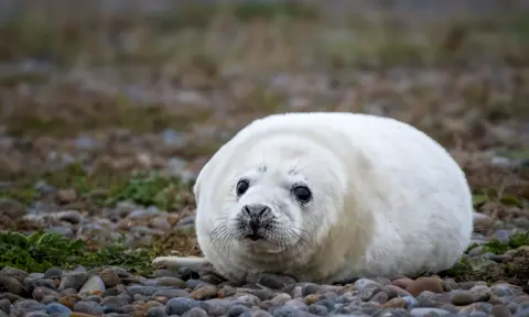 Hanne Siebers, National Trust Images A white seal pup on a shingle beach staring at the camera