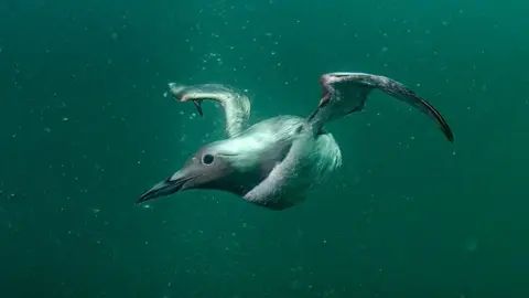 Berwickshire Marine Reserve A Guillemot diving off the Berwickshire coast