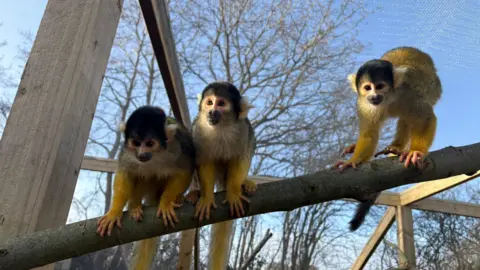 Hoo Zoo and Dinosaur World Three squirrel monkeys sit on a branch, which is leaning diagonally across the monkey enclosure. The enclosure is made of wood and the sky and a tree are visible behind it. The monkeys have brown heads, blonde ears, and yellow-orange fur.