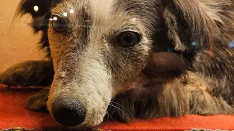 Wandering Willie is a taxidermised dog with grey and black fur. His head is resting on his paws and he is placed on a red cushion.