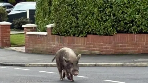 Mark Sanders Large brown pig in residential road