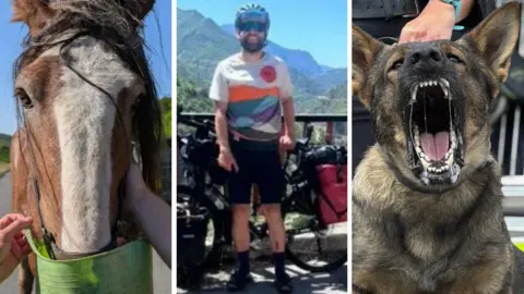 Three images: A horse feeding from a green bucket, a man standing beside his bike in mountain scenery and a large dog baring its teeth
