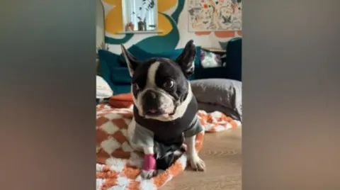 Libby Burgwin A black and white French bulldog with a small black and grey jumper on, and a pink bandage around his right leg
