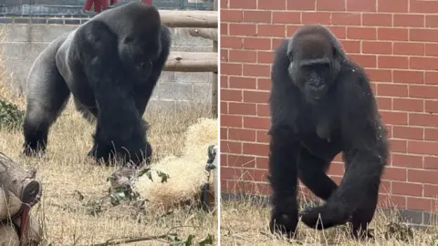 Two gorillas in their enclosure at Twycross Zoo. The photo on the left shows a gorilla moving forward on its front arms, on brown grass. In the right, the black gorilla is against a red brick wall.
