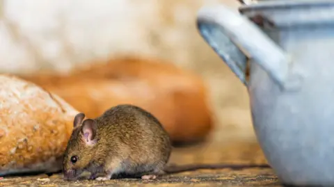 Getty Images A small brown mouse is pictured on a wooden table eating crumbs next to a loaf of bread and a large light blue pot