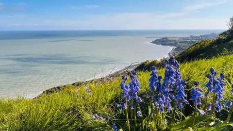 Kate Coultrip Bluebells on a clifftop in Samphire Hoe