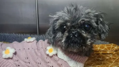 Nelly has short black and grey fur and is wearing a lilac sweater with white knitted flowers with a yellow centre.