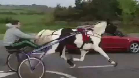 A man sat in a trap behind a horse that is galloping alongside a red car in another lane on a road. Fields are pictured behind the car, man and horse. 