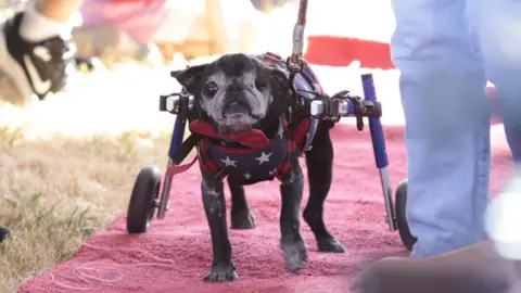 EPA A dark gray pug walks across a red carpet, tied to support wheels for its hind legs