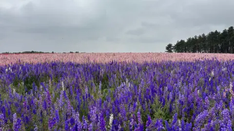 A huge field with pink and purple delphiniums as far as the eye can see, underneath a grey cloudy sky
