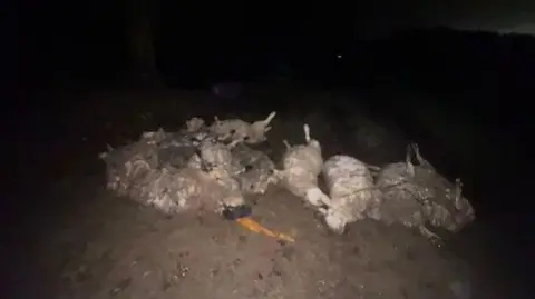Alan Jackson A number of dead sheep lying on a muddy patch of ground during night time, they are illuminated by light from a torch or headlights