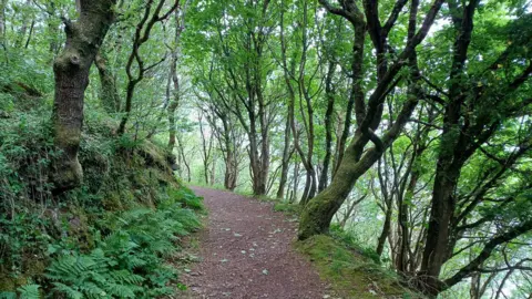 LDRS A path through a woodland canopy. There are trees either side of the path. The trees slope to the right of the image.