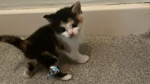 Pink Paws Cat Rescue A black and brown kitten with a white face and front leg sitting on a grey carpet. It has a chewing gum wrapper stuck to its back leg and is looking at the camera.