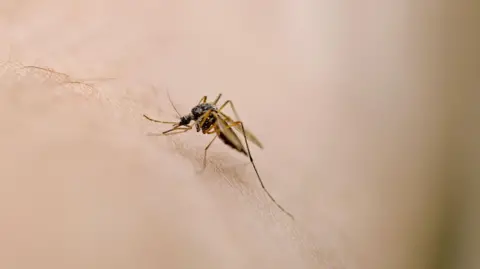 Mosquito on skin
