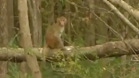 A Rhesus Macaque perches on a tree partially hidden by leaves.