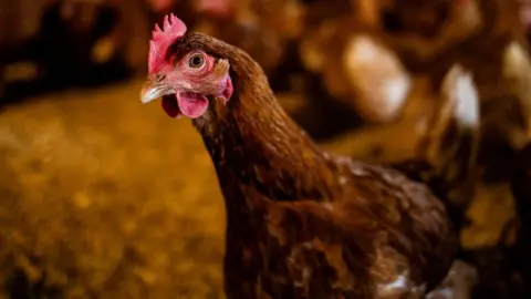 A brown chicken with a red comb and wattle, looking curiously into the camera. Blurred in the background are other brown chickens