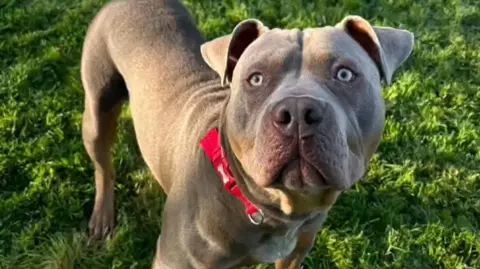 Brown/grey coloured American XL bully standing on 
