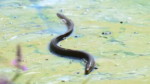 An eel is seen struggling on the surface of a blue-green algae bloom at Battery Harbour in Lough Neagh