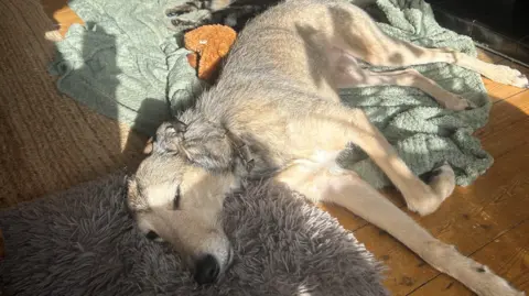 Jimmy Williams A lurcher lying on a rug and towels on the floor with a cat