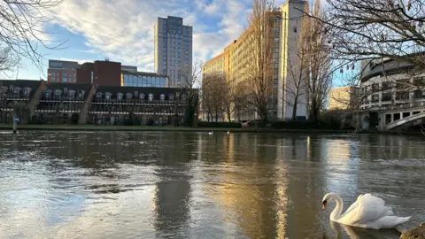 A single swan swims on the River Thames in Caversham. On the far bank there are several urban buildings and to the right there is a tower block and a bridge over the water. There are several trees with bare branches.