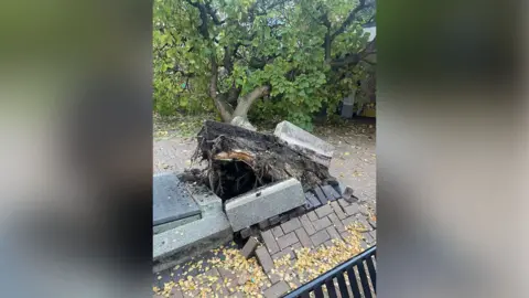 Swindon Borough Council A fallen tree which has pulled up pavement around it