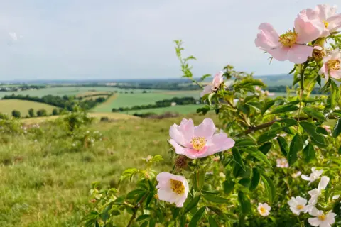 TAG Pink flowers in the foreground of a countryside scene.