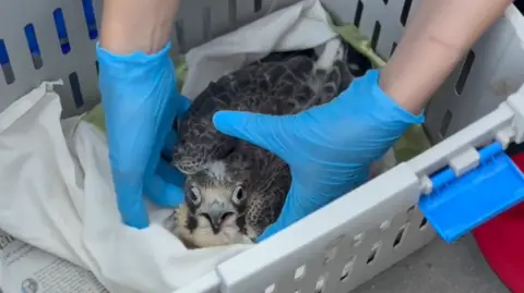 A falcon fledging sitting in a basket. A vet's hands, wearing surgical gloves are around him.