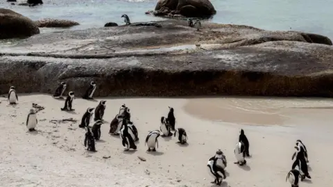 AFP African penguins walk along the shore at Simon's Town in South Africa.