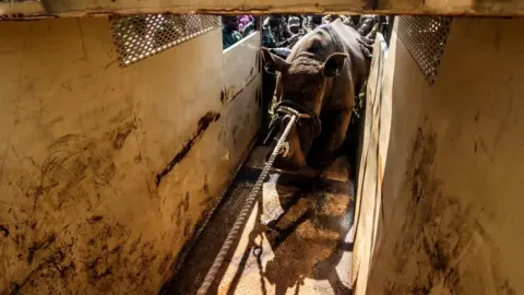 Reuters Looking from inside a crate, a rhino with a rope around its nose can be seen being eased out.